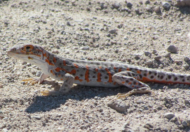 Long-nosed Leopard Lizard